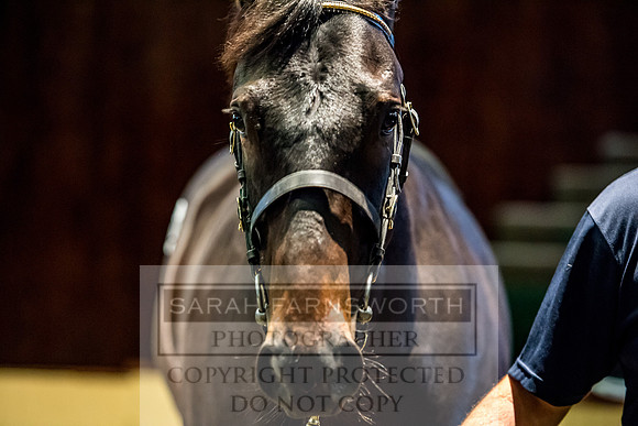 Goffs Orby 2017-236