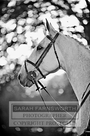 Brocklesby 021113 CF3 1418 bw