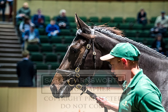 Goffs Orby 2017-196