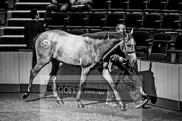 Goffs Orby 2017-366