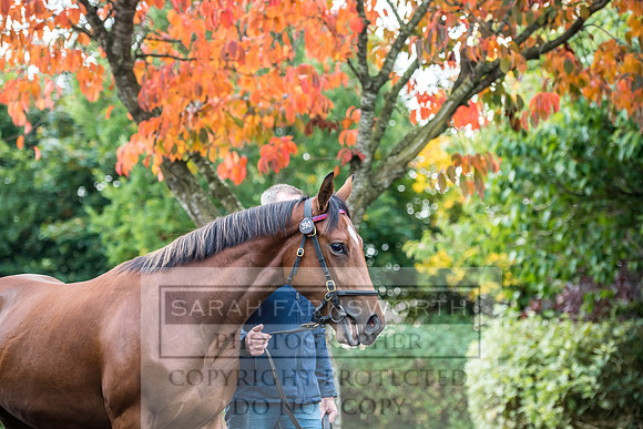 Goffs Orby 2017-24