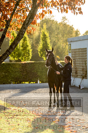 Goffs Orby 2017-446