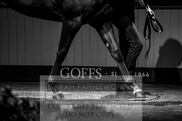 Goffs Orby 2017-231