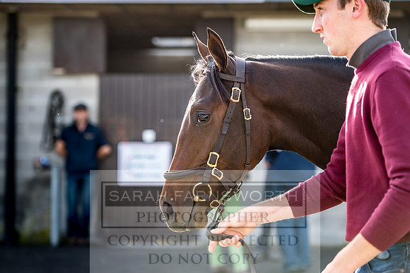 Goffs Orby 2017-126
