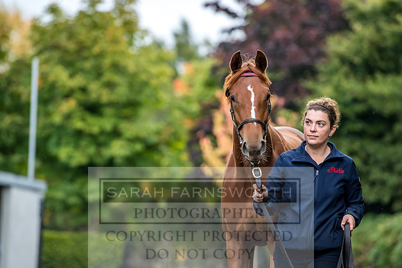 Goffs Orby 2017-537