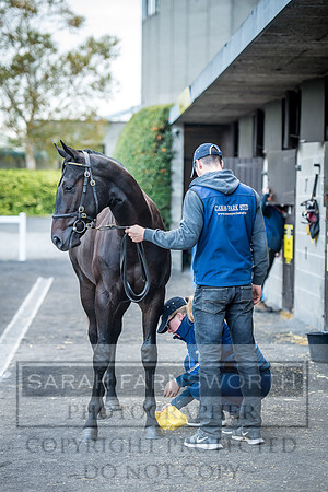 Goffs Orby 2017-85