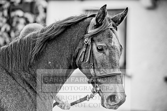 Goffs Orby 2017-67