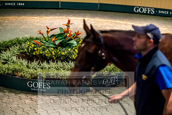 Goffs Orby 2017-224