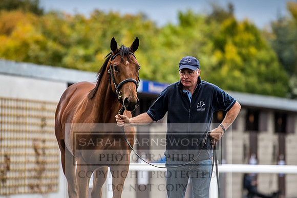 Goffs Orby 2017-642
