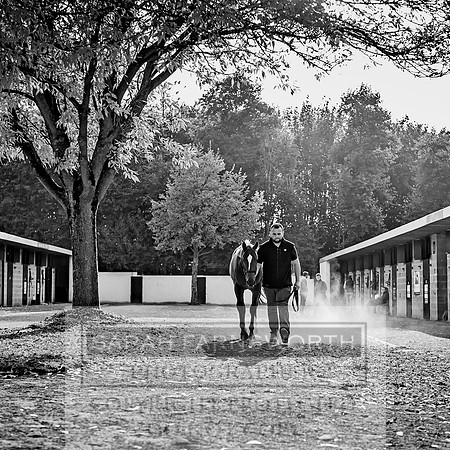 Goffs Orby 2017-312