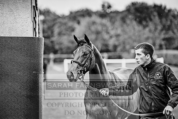 Goffs Orby 2017-528