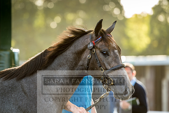 Goffs Orby 2017-375