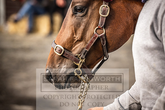 Goffs UK PY24-16