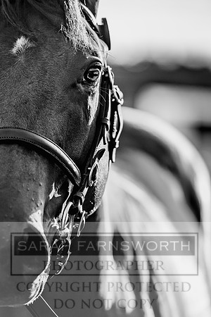 Goffs Orby 2017-419