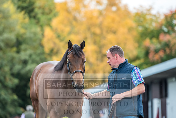 Goffs Orby 2017-63