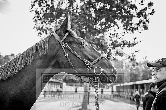 Goffs Orby 2017-336