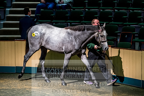 Goffs Orby 2017-367