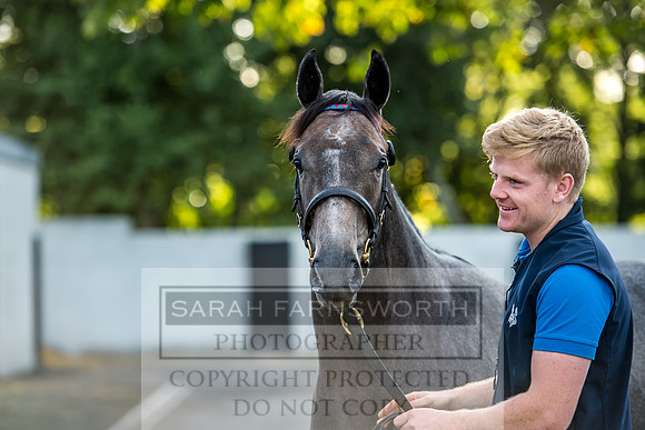 Goffs Orby 2017-365
