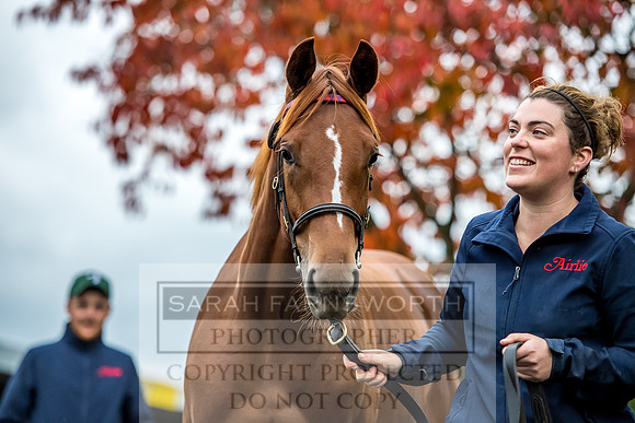 Goffs Orby 2017-549
