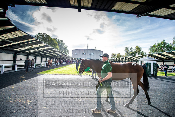 Goffs Orby 2017-141