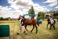 Goffs London Sale 2022-8