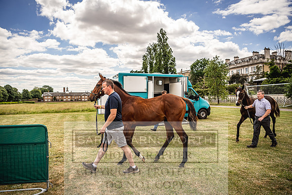 Goffs London Sale 2022-8