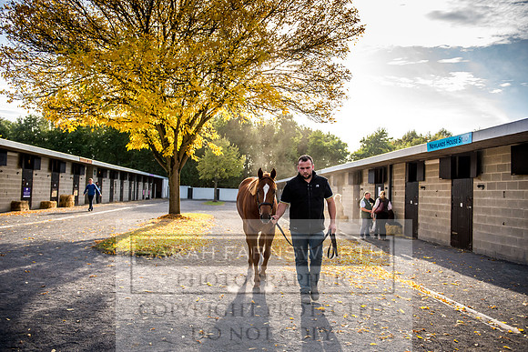 Goffs Orby 2017-309