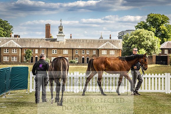 Goffs London Sale 2022-265