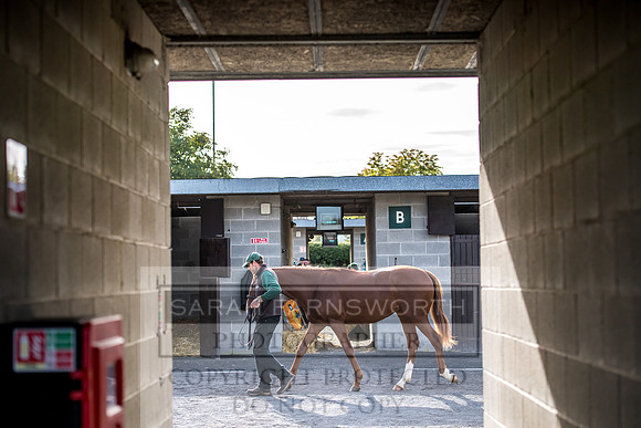 Goffs Orby 2017-127