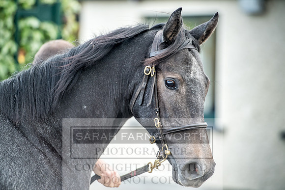 Goffs Orby 2017-68