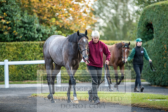 Goffs Orby 2017-96