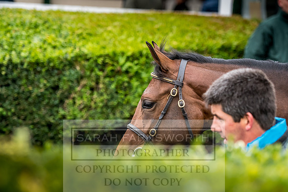 Goffs Orby 2017-646