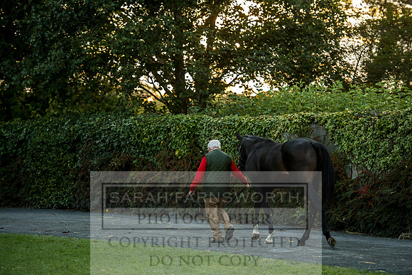 Goffs Orby 2017-477