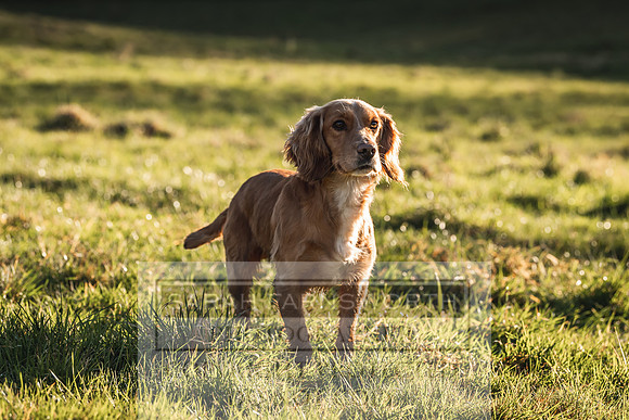 Avonmeadow Stud Dogs-43