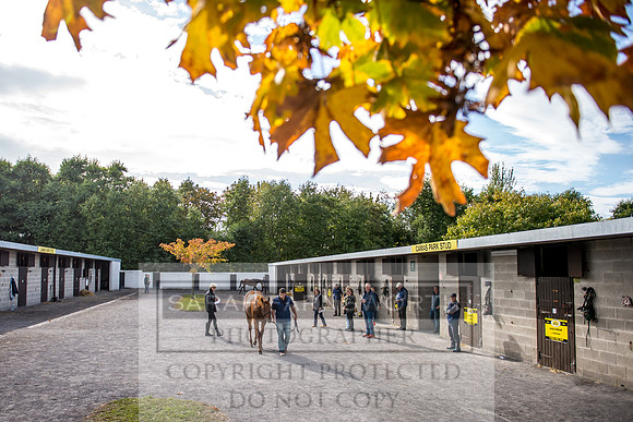Goffs Orby 2017-272