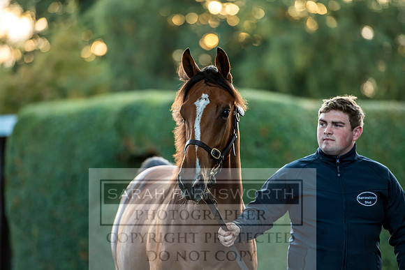 Goffs Orby 2017-474