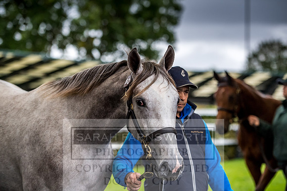 Goffs Orby 2017-705