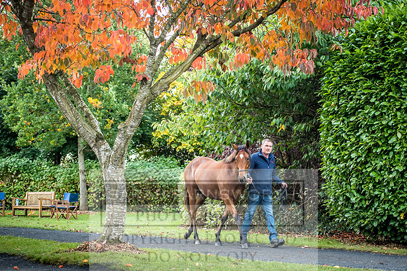 Goffs Orby 2017-32