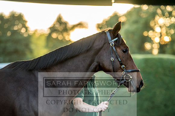 Goffs Orby 2017-457