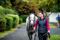 Goffs Orby 2017-10