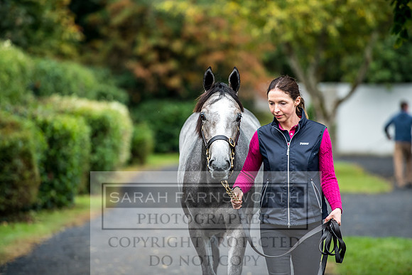 Goffs Orby 2017-10