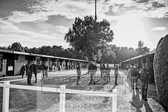 Goffs Orby 2017-333