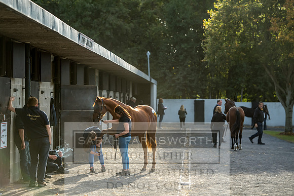 Goffs Orby 2017-325