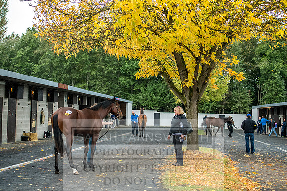 Goffs Orby 2017-566