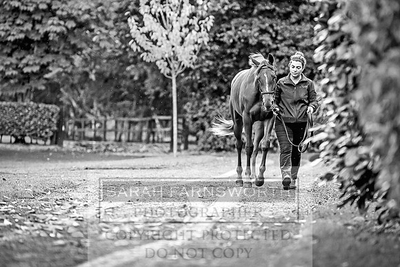 Goffs Orby 2017-535