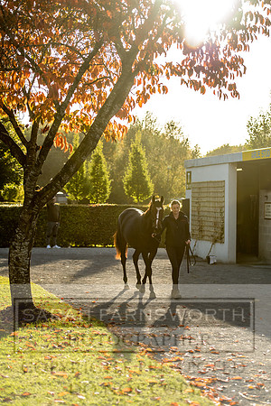 Goffs Orby 2017-432