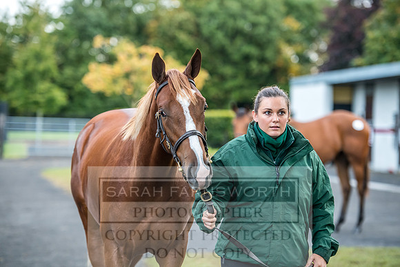 Goffs Orby 2017-51
