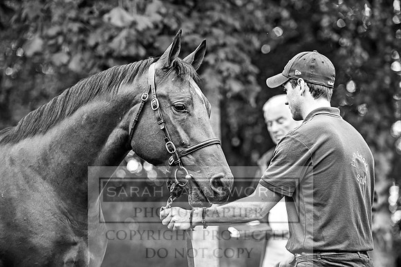 Goffs Orby 2017-77