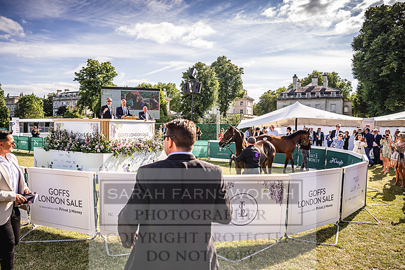 Goffs London Sale 2022-545