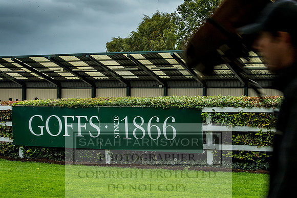Goffs Orby 2017-612